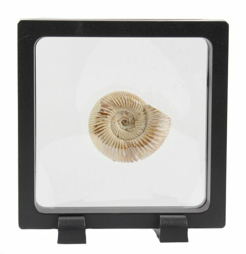 Perisphinctes Ammonite Fossil In Display Case #40019